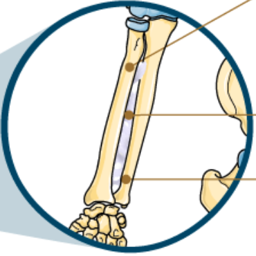 <p>Flexibility of the membrane allows rotation of the radius (Supination/Pronation). </p>