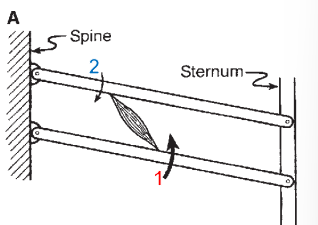 <p>Describe what happens in this scenario regarding movement. What is this modelling?</p>