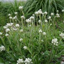 <p><strong>(<em>Antennaria plantaginifolia</em>)</strong> – Low plant with fuzzy leaves, white flower clusters. Dry woods. <strong>Autotroph.</strong><br><strong>Uses:</strong> Minor traditional medicinal.</p>