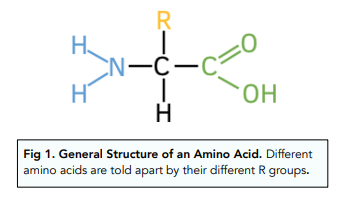 <ul><li><p>amino group</p></li><li><p>carboxylic acid group</p></li><li><p>R group</p></li></ul><p></p>