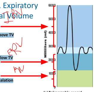 <ul><li><p>Inspiratory Reserve Volume (IRV): Maximum volume of air that can be inspired above TV</p><ul><li><p>About 3 Liters </p></li></ul></li><li><p>Expiratory Reserve Volume (ERV): Maximum volume of air that can be expired below TV</p><ul><li><p>About 1.3 Liters </p></li></ul></li><li><p>Residual Volume (RV): Volume of air still in lungs after maximum exhalation</p><ul><li><p>Prevents lungs from collapsing</p></li><li><p>Cannot be directly measured</p></li></ul></li></ul><p></p>
