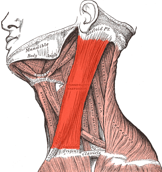 <p>Muscle?</p>