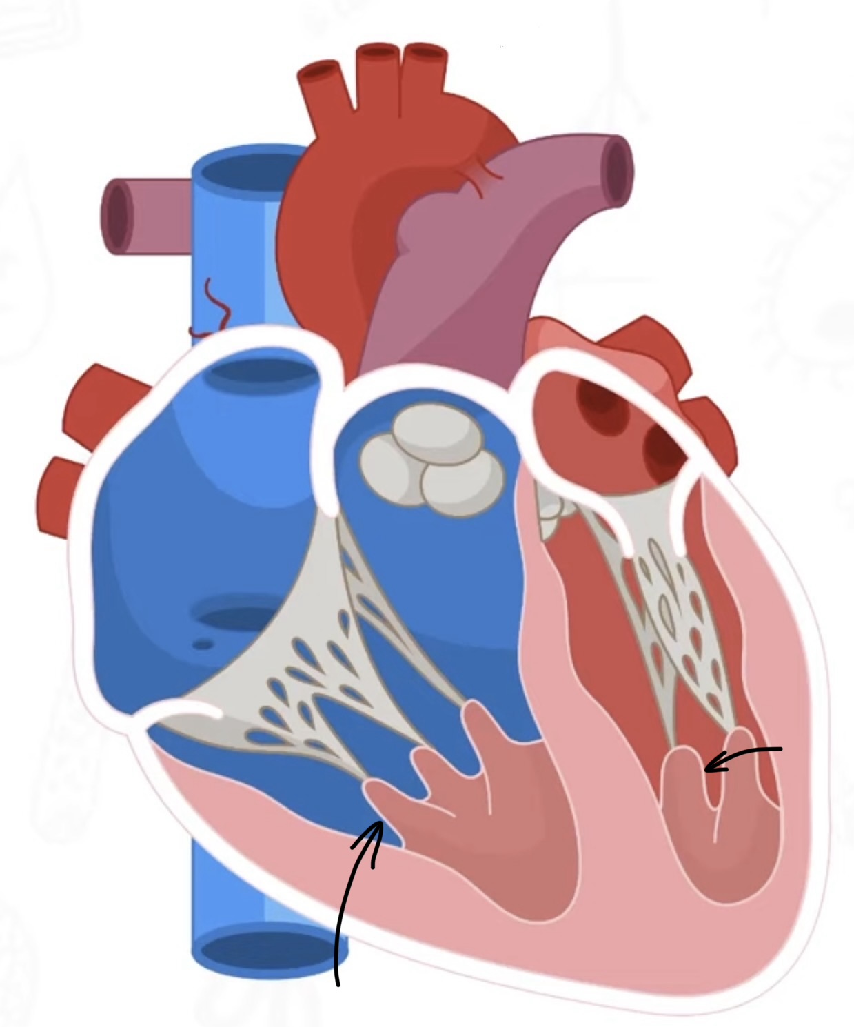 <p>muscle that connects to chordae tendinae</p>