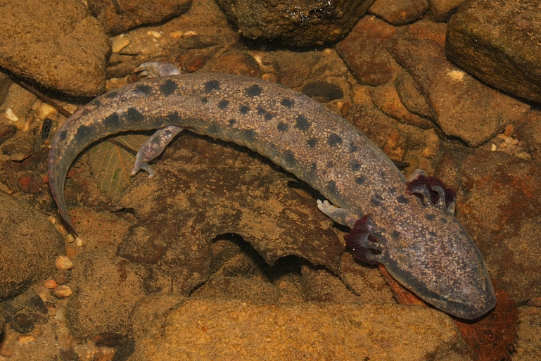 <p>common mudpuppy</p>