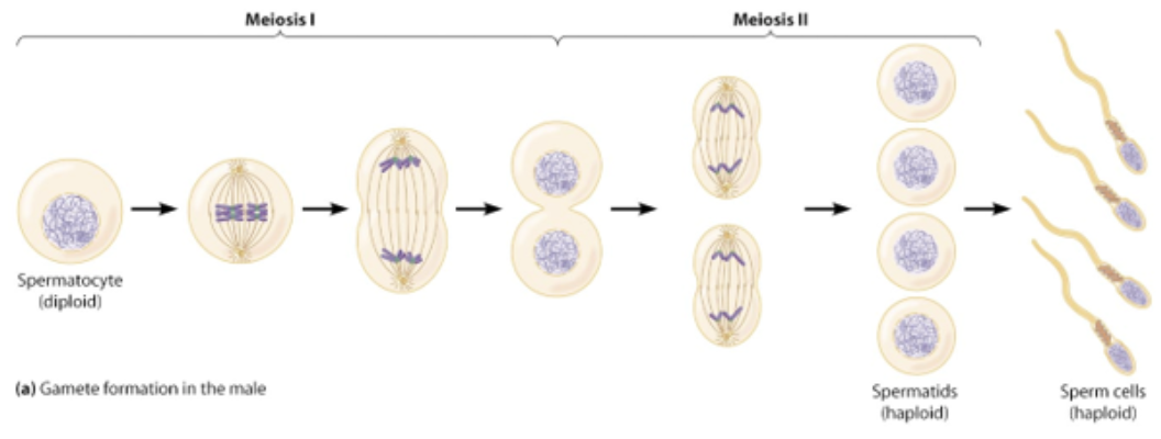 <ul><li><p>motile, often move by own means (e.g. tail, wind, pollinators)</p></li><li><p>smaller size (human sperm ~30 μm)</p></li><li><p>limited food reserves, enough to support movement but not development</p></li><li><p>large number (millions) produced</p></li></ul><p></p>