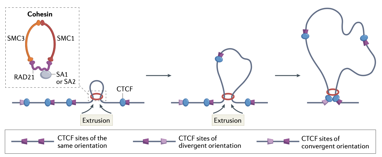 <ul><li><p>If CTCF-bound to DNA encounters a cohesion ring, it pauses a bit (regardless of orientation)</p><ul><li><p>If cohesion encounters N-terminus → forms a stable interaction and cohesion remains paused at the CTCF</p></li><li><p>If cohesion encounters C-terminus → no stable interaction is formed and the cohesion interface is partially opened/permissive and the DNA w/ CTCF passes through</p></li></ul></li><li><p>Extrusion continues until each side of the cohesion complex encounters a DNA bound CTCF whose N-terminus faces the cohesion complex (i.e. a convergent pair)</p><ul><li><p>Allows for stabilization on both sides</p></li></ul></li></ul><p></p>