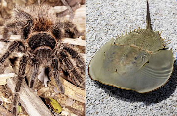 <p><span>subphylum do these two animals belong, and what is the defining characteristic of this taxon?</span></p>