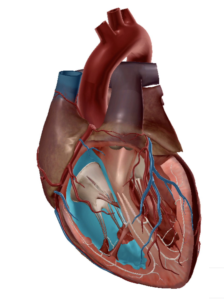 <p>Identify the structure highlighted in blue </p>