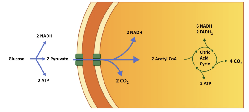 <p><span style="background-color: transparent; font-family: "Times New Roman", serif;">Glycolysis: Occurs in the cytosol of the cell and leads to the production of 2 molecules of ATP and 2 NADH molecules that act as electron donors </span></p><p><span style="background-color: transparent; font-family: "Times New Roman", serif;">Step 1 of Glucose Processing </span></p><p><span style="background-color: transparent; font-family: "Times New Roman", serif;">1) Glycolysis results in the production of 2 molecules of a </span><span style="font-family: "Times New Roman", serif;">3-carbon compounds called pyruvate</span><span style="background-color: transparent; font-family: "Times New Roman", serif;"> (NADH) for each molecule of glucose </span></p><p><span style="background-color: transparent; font-family: "Times New Roman", serif;">2) Following glycolysis, pyruvate is processed to form acetyl CoA, which is free to enter the mitochondrial matrix of the mitochondria, while also producing carbon dioxide and NADH 3) Once in the mitochondrial matrix, acetyl CoA is further processed in the Krebs cycle producing ATP, carbon dioxide, and additional electron donors in the form of NADH and FADH2. These electron donors will add up during glucose processing to facilitate production of ATP in the mitochondria</span></p><p><span style="background-color: transparent; font-family: "Times New Roman", serif;">Not much ATP is produced in the first 3 steps of glucose processing, not a whole lot of ATP is synthesized </span></p>