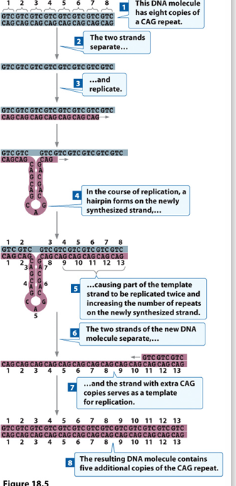 <p>repeats may occur via hairpin formation during replication.</p>