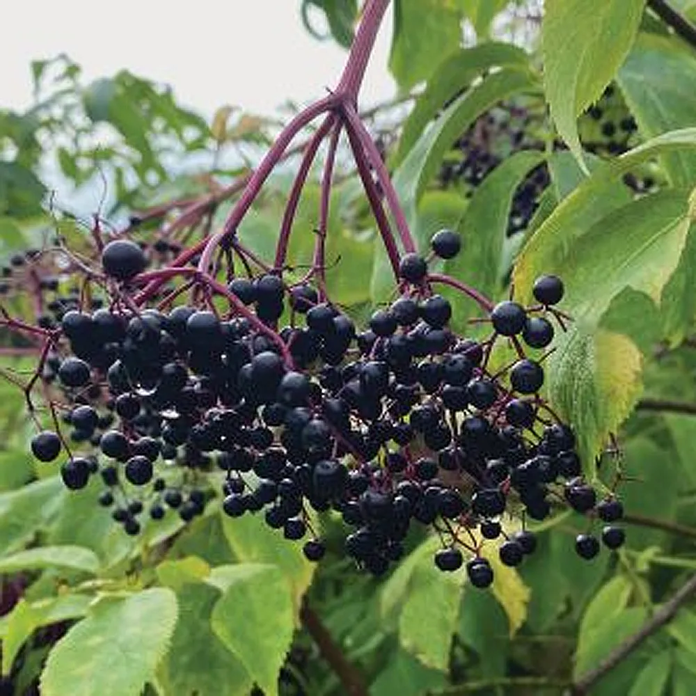 <p>sambucus canadensis</p>