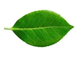 <ul><li><p><span>A type of leaf that possesses a </span><strong>single, undivided blade</strong></p></li><li><p>common on <strong>monocots</strong></p></li><li><p>veins usually parralel </p></li></ul><p></p>
