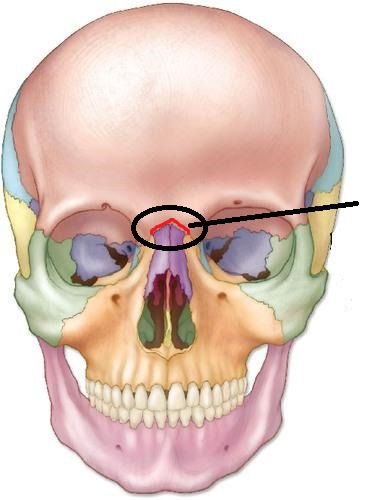 <p>Between frontal and nasal</p>