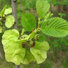 <p><strong>(<em>Ulmus rubra</em>)</strong> – Rough leaves, mucilaginous inner bark. Forests. <strong>Autotroph; mycorrhizal.</strong><br><strong>Uses:</strong> Medicinal bark (soothing GI/throat).</p>