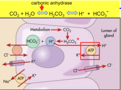<p>Histamine is released from ECL cells around parietal cells responding to the stimulation from gastrin and ACh stimulating the release of HCl from H2 receptor</p>
