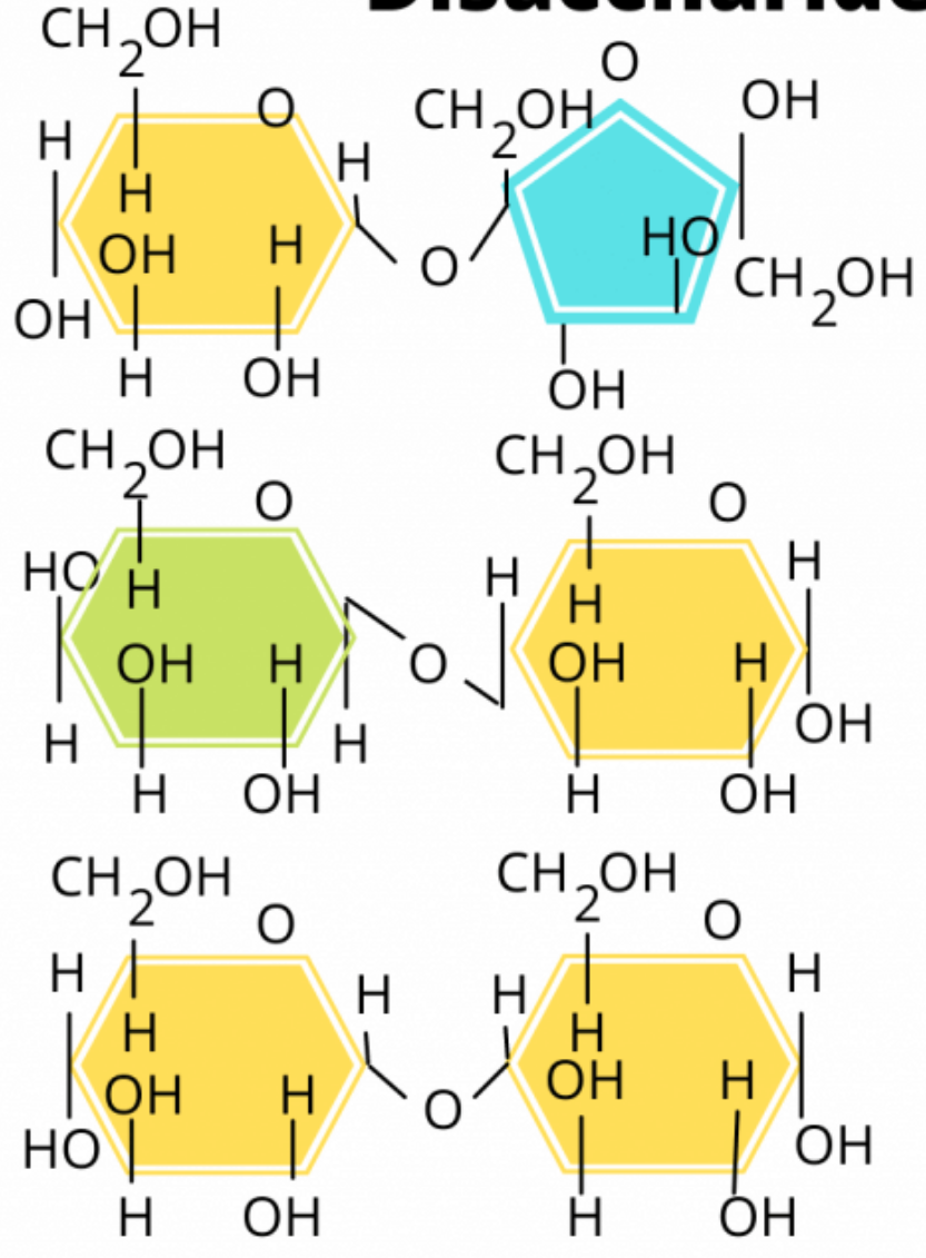 <p>disaccharides</p><ul><li><p>glucose + fructose =</p></li><li><p>glucose + galactose =</p></li><li><p>glucose + glucose =</p></li></ul><p></p>