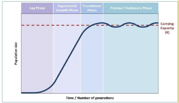 <p><span style="background-color: transparent;"><strong>Exponential growth (J curve)</strong></span></p><ul><li><p><span style="background-color: transparent;">Reflects population growth <strong>under ideal conditions</strong> where<strong><u> resources are unlimited and abiotic factors are favourable.&nbsp;</u></strong></span></p></li></ul><p><span style="background-color: transparent;">ex. Bacterial populations in lab settings when resources are available.</span></p><p></p><p><span style="background-color: transparent;">__</span></p><ul><li><p><span style="background-color: transparent;"><strong>Exponential Phase: <u>Abundant</u></strong> of food, space, light increases <strong><u>reproduction</u></strong>.</span></p></li><li><p><span style="background-color: transparent;"><strong>Transitional Phase: </strong>Competition increase</span></p></li><li><p><span style="background-color: transparent;"><strong>Plateau Phase: </strong>When population reaches <strong><u>carrying capacity (K) </u></strong>there is no longer growth&nbsp;in population size</span></p></li></ul><p><span style="background-color: transparent;">Populations tend to&nbsp;fluctuate around the carrying capacity and maintained by <strong><u>negative feedback</u></strong>. [density dependent factor]</span></p>