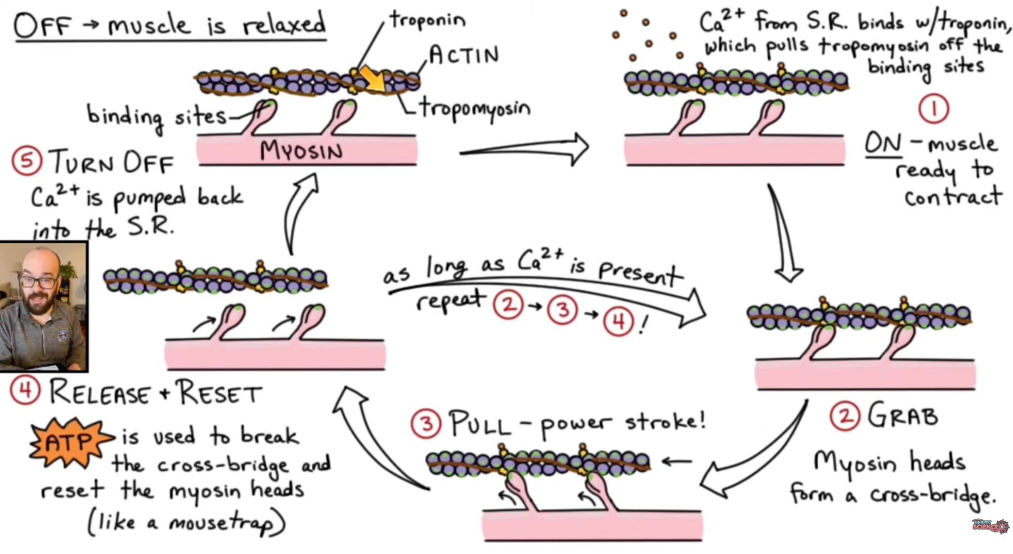 actin and myosin slide past each other