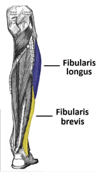 <p>fibularis longus and brevis </p>