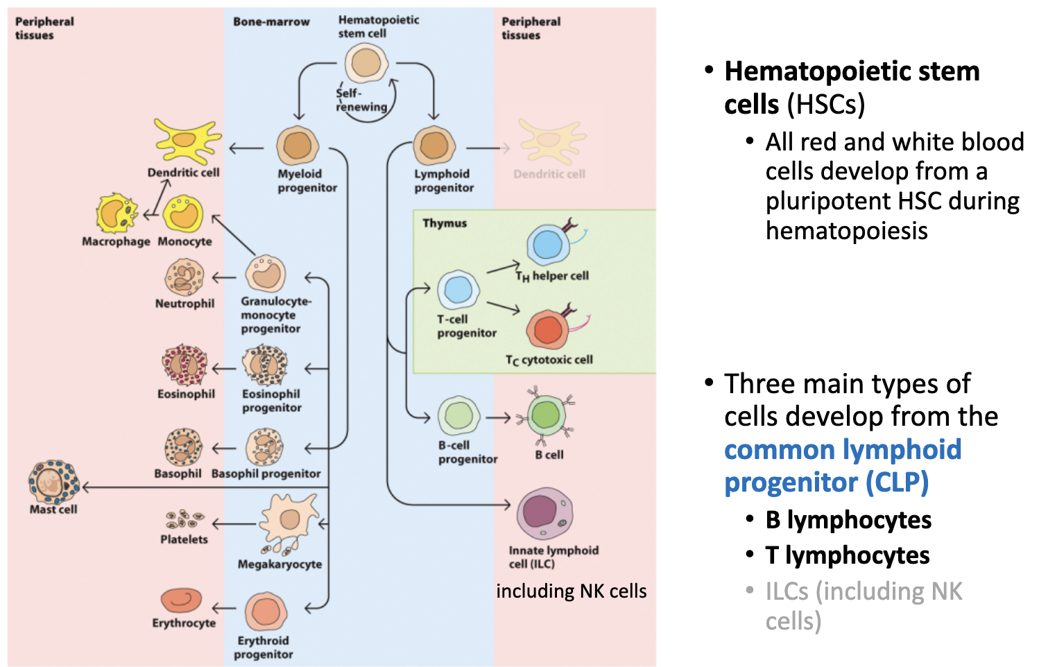 <p>In bone marrow, lymphoid progenitors into..</p><ul><li><p>_</p></li><li><p>_</p></li></ul><p></p>