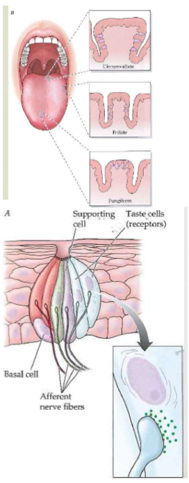 <p><span>Found: Tongue, soft palate, epiglottis, pharynx &amp; larynx, On tongue organized into papillae (3). Tastants. Taste bud is made up of: Taste receptor cells (regenerate every 10 days): pseudounipolar, Basal Cells (stem cells), Supporting cells. Each sensory fiber branches many times but contact receptor cells that are all of a single taste modality</span></p>