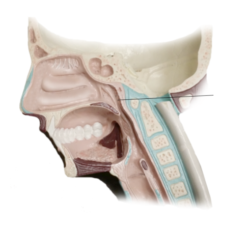 <p><span>Name the structure</span></p>