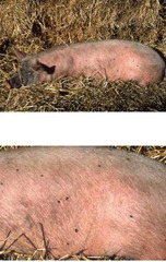 <p>You observe a pig with extreme pruritis and subsequent self trauma. If this pig were smaller, you would expect anemia. Why? What is this?</p>