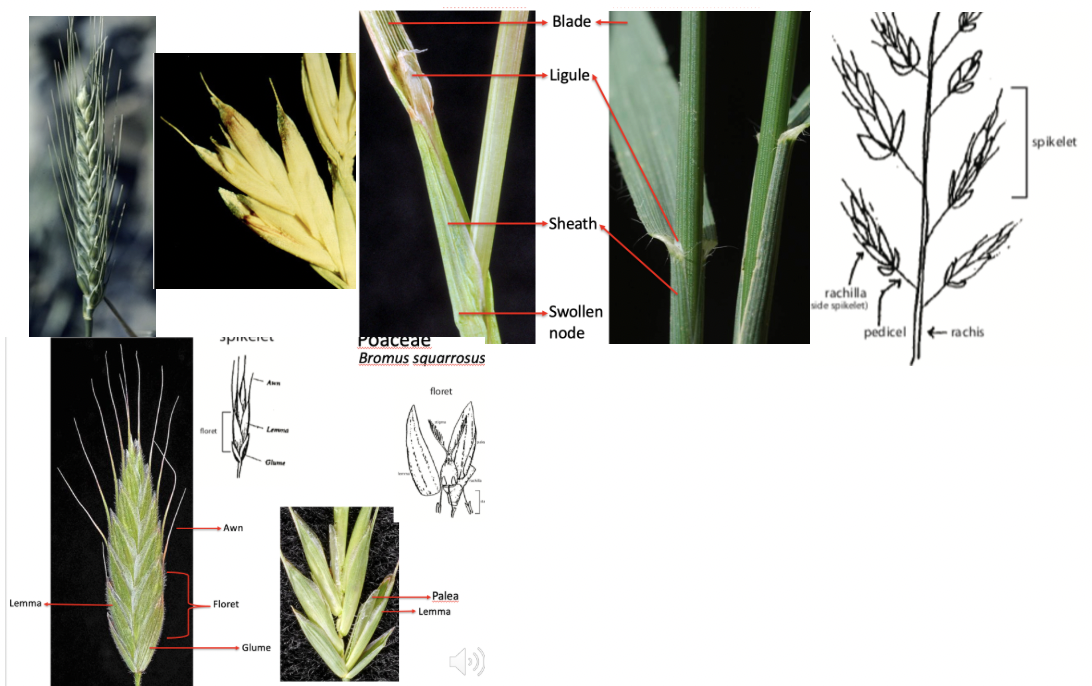 <p>Poaceae</p>