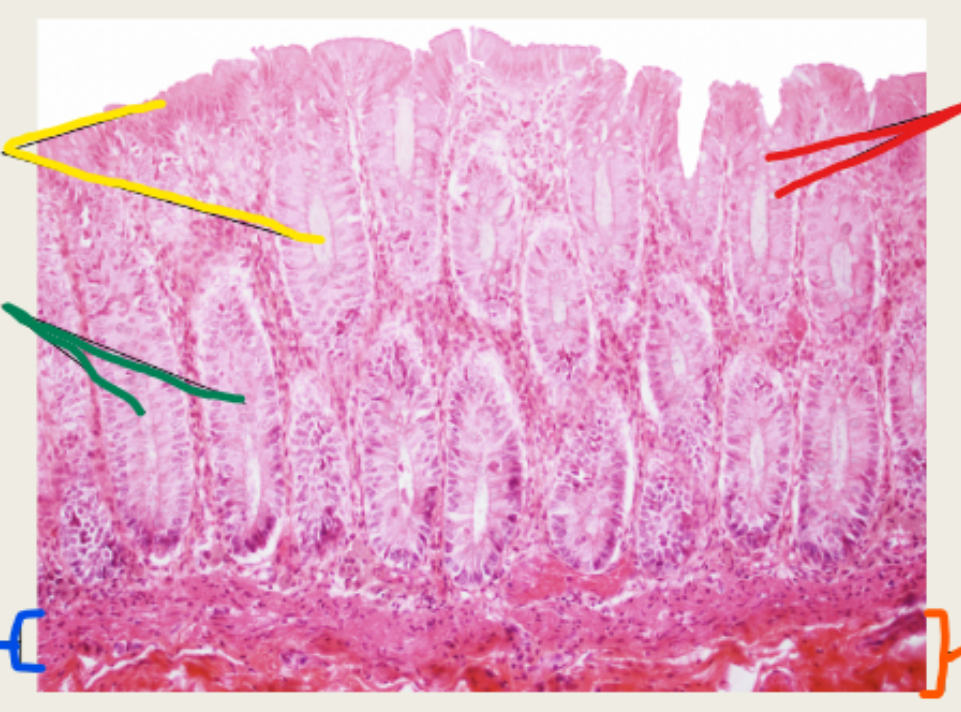 <p>green large intestine </p>