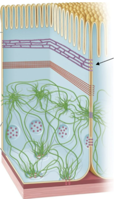 <p>membranes of neighboring cell walls pressed together, prevent leakage of extracellular fluid, animal cells </p>