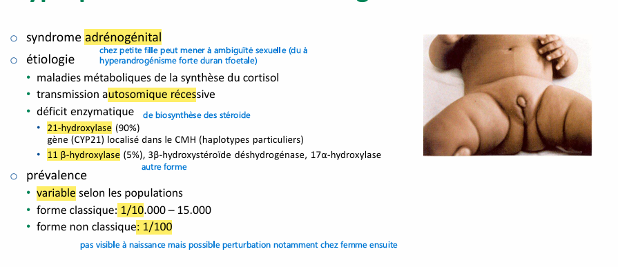 <p>défaut de aldostérone et cortisone du à prblm avec 21 hydroxylase donc dernière voie métabolique emprunté donc donne DHEA et androstadiénone (peut donne testostérone) le fiable taux de cortisol entraine hyperstimulation hypophysaire aug accrue ACTH et entraine une hyperplasie des surrénale et accentue l’hyperproduction d’androsténedione et aug d’intermédiaire métabolique (17 hydroxyprogestérone indicateur de déficit)  </p>