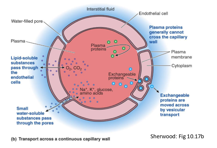 <p>How are proteins moved into interstitial fluid?</p>