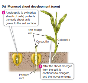 <p>in monocots its a sheath of cells which protects the shoot as it grows and pushes its way through the soil</p>