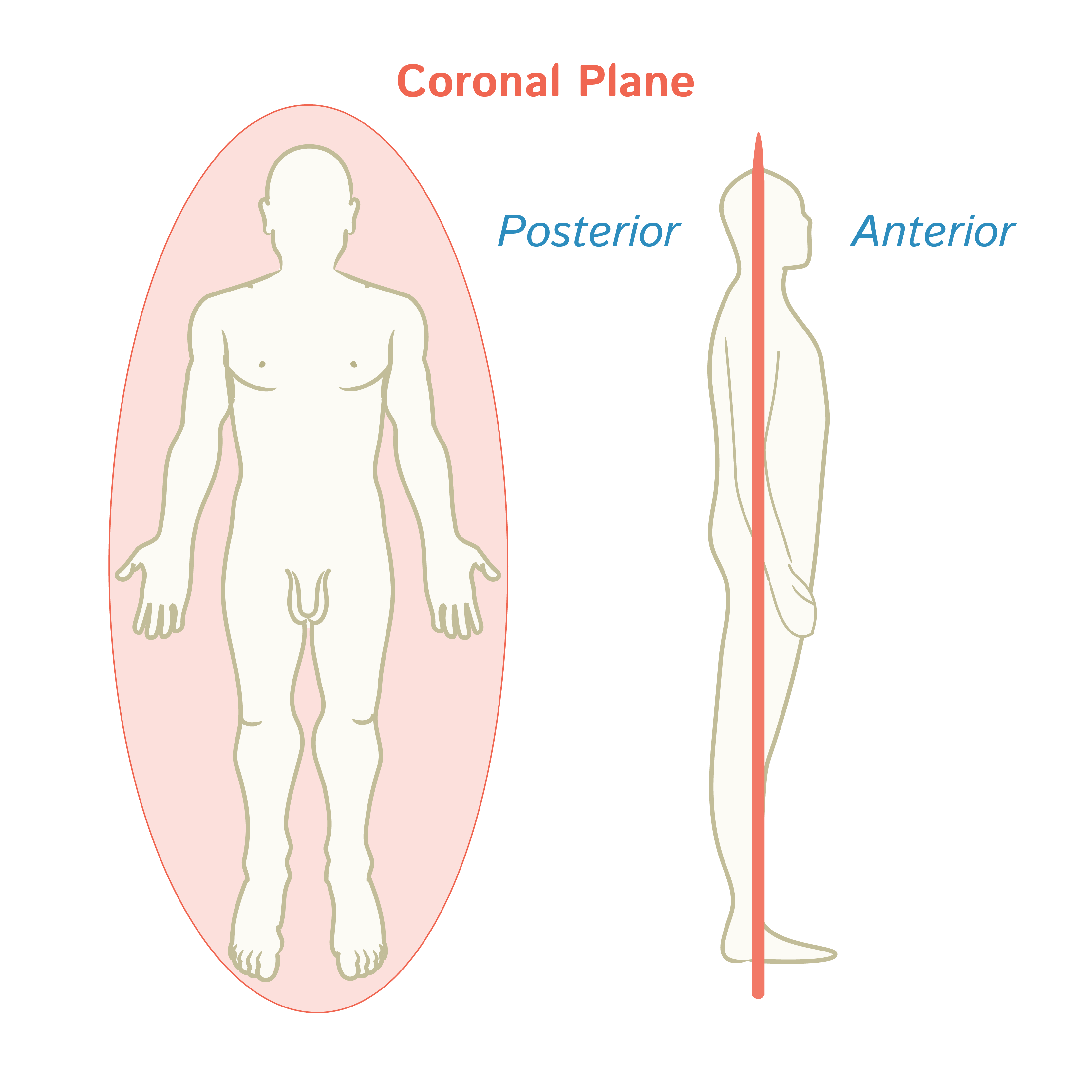 <p>Frontal Plane </p>