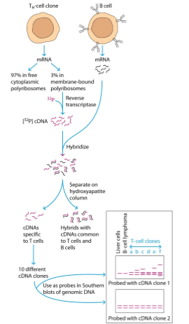 <p>receptoren moeilijker te identificeren: zitten op celmembraan, hebben intact celmembraan nodig om correcte werking waar te nemen etc → drm dmv RNA:</p><ol><li><p>mRNA isoleren uit T- en B-cellen</p></li><li><p>mRNA uit T-cellen (vooral membraangebonden) → omzetten naar cDNA (reverse transcriptase)</p></li><li><p>cDNA T-cellen hybridiseren met mRNA B-cellen</p></li><li><p>gedeelde sequenties hybridiseren → verwijderen</p></li><li><p>overblijvende cDNA = T-cel-specifiek (→ bevat TCR-genen)</p></li><li><p>cDNA gebruiken als probes in southern blot</p><ol><li><p>verschillende banden duiden op verschillende lengtes van DNA</p></li><li><p>→ zijn in verschillende klones verschillende banden</p></li><li><p>→ bewijst genherschikking: elke klone heeft eigen TCR</p></li></ol></li></ol><p></p>