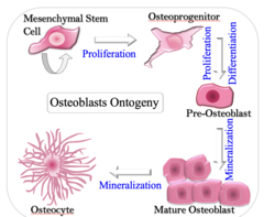 <p>the developmental pathway from mesenchymal stem cells (MSCs) to functional bone-forming osteoblasts</p>
