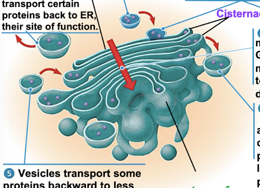 <ul><li><p>shipping + receiving center (amazon)</p></li><li><p>consists of flattened membranes sacs called cisternae (reservoir or pita bread)</p></li><li><p>modifies products of ER</p></li><li><p>manufactures macromolecules</p></li><li><p>sorts/packages materials into transport vesicles</p></li><li><p>cis + trans faces (receiving + shipping sides)</p></li></ul><p></p>