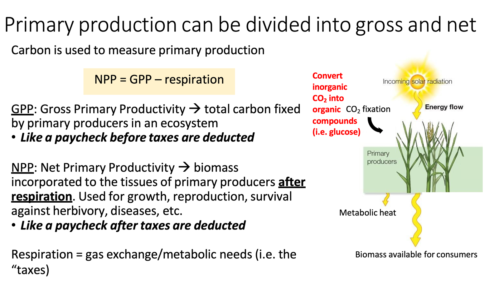 <ul><li><p>Carbon is used to measure primary production</p><ul><li><p>GPP (<span>Gross Primary Productivity)</span></p><ul><li><p><span>The </span>total carbon fixed by primary producers</p><ul><li><p>“Like a paycheck before taxes”</p></li></ul></li></ul></li><li><p>NPP (<span style="font-family: Arial, sans-serif;">Net Primary Productivity)</span></p><ul><li><p><span style="font-family: Arial, sans-serif;">The biomass incorporated into producer tissues <u>after respiration </u></span></p></li><li><p><span>Used for growth, reproduction, survival against herbivory, diseases, etc.</span></p><ul><li><p><span style="font-family: Arial, sans-serif;">“Like a paycheck after taxes”</span></p></li></ul></li></ul></li></ul></li><li><p>NPP = GPP - respiration</p><ul><li><p><span>Respiration = gas exchange/metabolic needs </span></p><ul><li><p><span>“The taxes”</span></p></li></ul></li></ul></li><li><p><strong>LOOK AT TOPHAT PRACTICE</strong></p></li></ul><p></p>