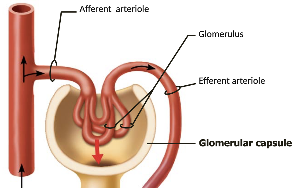 <ol><li><p>glomerular filtration</p></li></ol><p>-water &amp; solutes</p><p>-via</p>