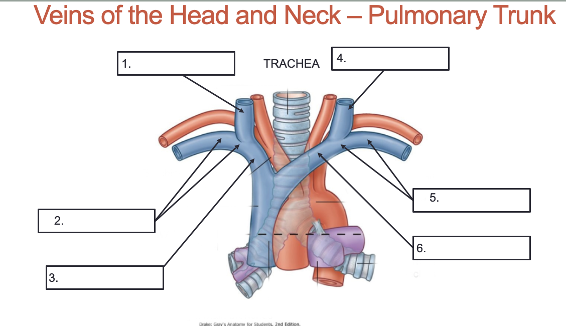 <p>Label these veins of the head and neck</p>