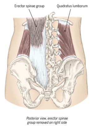 <p>stabilizes the lower back </p><p>elevates pelvis </p><p>flexes trunk laterally </p><p>ex: climbing ladder </p>