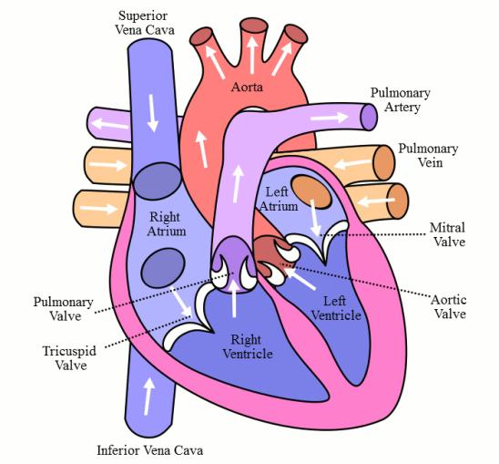 <p>Caudal chamber on the right side of the heart</p>