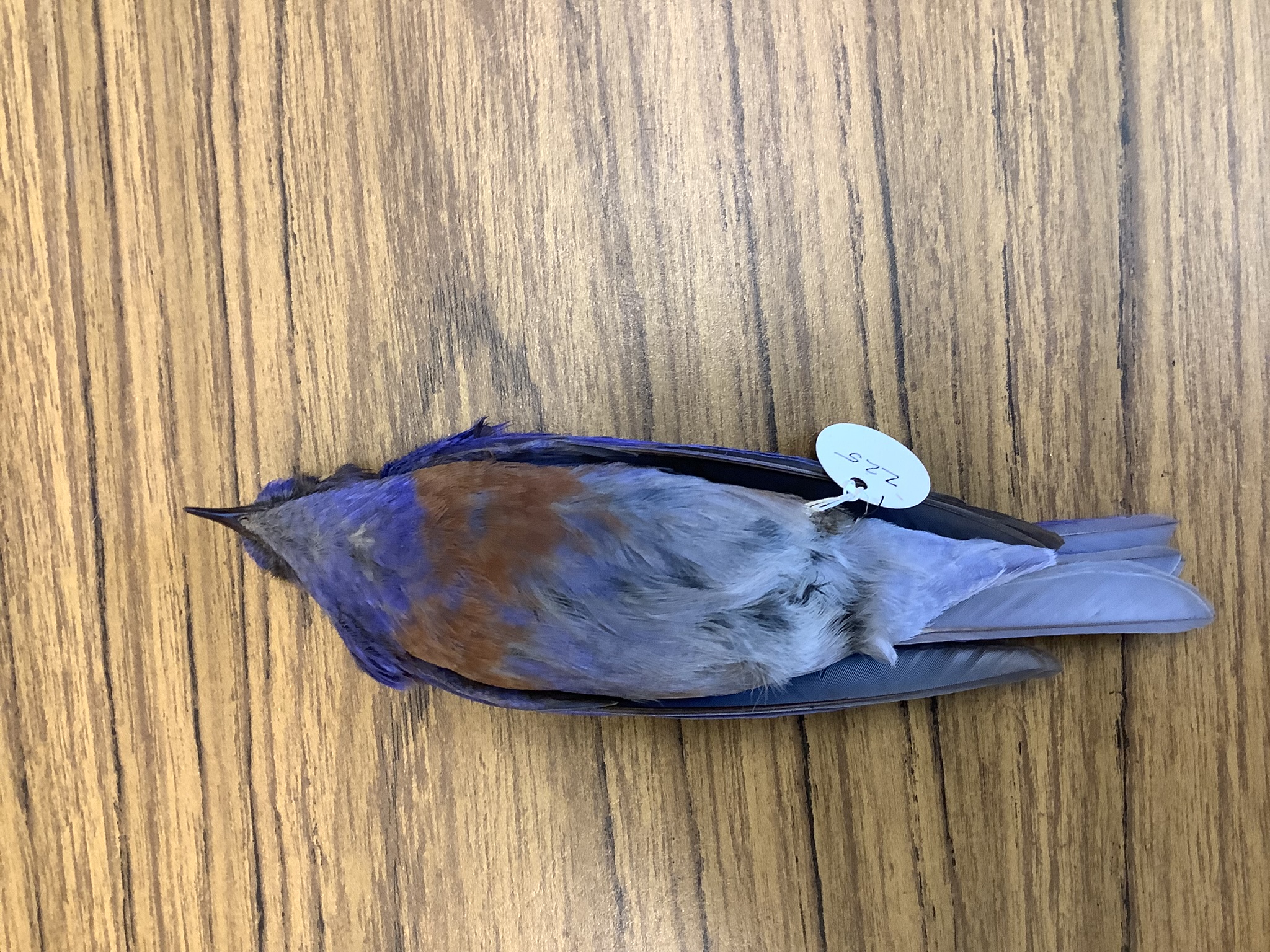 <p>Class Reptillia</p><p>Order Passeriformes</p><p>Western Bluebird </p><p></p>