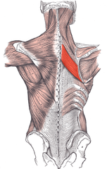 <p>O: Spines of T2-T5</p><p>I: Medial border of scapula</p><p>N: Dosal Scapular nerve</p><p>Fx: Fix, retract, and rotate scapula</p>