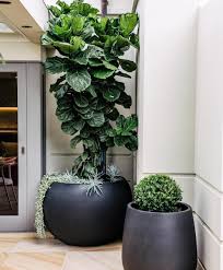 <p>Non-native but widely cultivated in the Philippines as an ornamental; conservation status: not endangered. Most easily identified by its large, violin-shaped (fiddle-like) leaves with prominent veins and thick leathery texture, making it a highly recognizable foliage plant in interiors and tropical landscaping.</p><p>A small to medium evergreen tree typically growing 5–15 meters tall outdoors, often smaller in cultivation, with a broad irregular crown about 4–10 meters wide. Trunk is 0.3–0.8 meters in diameter with light gray bark that becomes slightly rough with age. It develops a strong lateral root system, often with aerial roots in humid conditions. Branching begins relatively low, forming a spreading, open canopy. Leaves are simple, very large (20–45 cm long), obovate to lyrate in shape, thick, glossy green, with very prominent pinnate venation and wavy margins. Flowers are enclosed inside a syconium (fig structure) and are not visibly showy. Fruits are small fig-like structures that may develop in suitable outdoor conditions and are dispersed by birds.</p><p>Widely used as an ornamental foliage tree for gardens, interiors, resorts, and landscape focal planting due to its bold leaf form. Some latex may cause mild skin irritation. In landscape applications, it is best suited for protected outdoor gardens, courtyards, and large interior spaces where humidity and light are stable; it requires careful placement due to sensitive leaves, moderate root spread, and wind susceptibility, making it more suitable as a feature plant rather than a structural shade tree.</p>