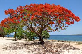 <p>Non-native but widely cultivated in the Philippines; conservation status: not endangered. Most easily identified by its spectacular canopy of brilliant scarlet-red to orange-red flowers that can almost completely cover the tree during the flowering season, making it one of the most iconic flowering trees in tropical landscapes.</p><p>A medium to large deciduous tree typically growing 8–15 meters tall with a broad umbrella-shaped crown often spreading 10–20 meters wide, sometimes wider than its height. Trunk usually reaches 0.5–1 meter in diameter, with gray-brown bark that becomes rough and slightly fissured with age. It develops a shallow but extensive lateral root system. Branching begins relatively low and spreads horizontally, creating a wide, flattened canopy. Leaves are large, feathery, and bipinnately compound, up to 30–60 cm long, with numerous tiny leaflets that give the foliage a fern-like appearance. Flowers are large (8–10 cm across), scarlet-red to orange-red with one petal often marked in white and yellow. Fruits are long, flat, dark brown woody pods that may reach 30–60 cm in length and persist on the tree.</p><p>Widely used as a flowering specimen, shade tree, and avenue tree in parks, campuses, and large open landscapes. No significant toxicity is commonly reported. In landscape applications, it is best suited for large open areas where its expansive canopy and striking floral display can be fully appreciated; it should be planted away from buildings, pavements, and underground utilities due to its wide-spreading roots, large crown, and substantial seasonal litter from flowers, leaves, and pods.</p>