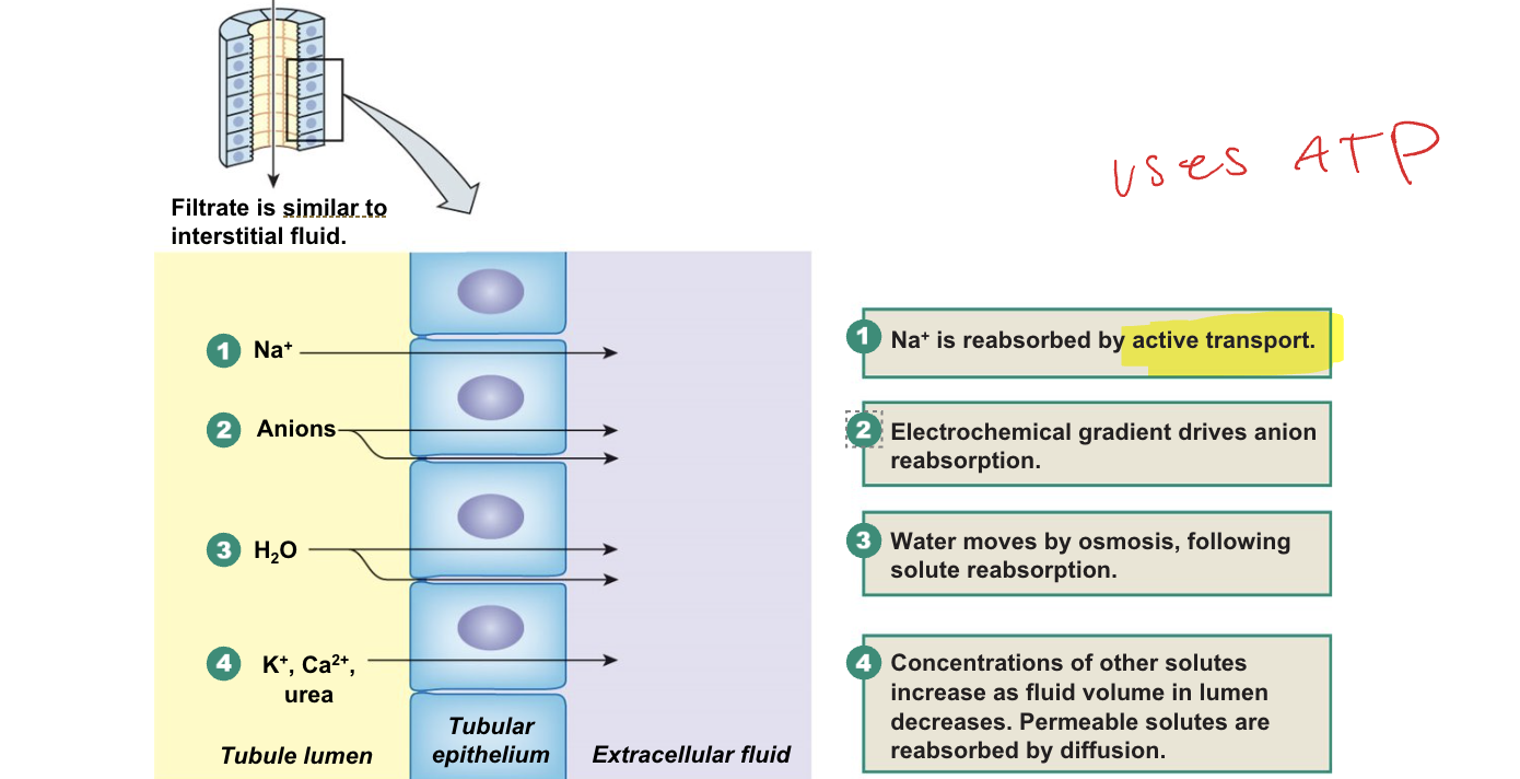 <ul><li><p>principle governing the tubular reabsorption of solutes and water</p></li></ul><p></p>