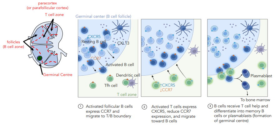 <p><strong><u>lymph node is split into a B cell &amp; T cell area</u></strong></p><ul><li><p>B cell expresses CCR7 chemokine attracting Tfh cells</p></li><li><p>Tfh cell expresses CXCR5 chemokine attracting B cell</p></li></ul><p></p>
