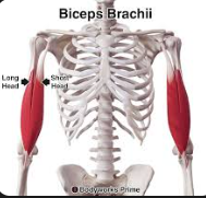 <p>Biceps brachii</p>