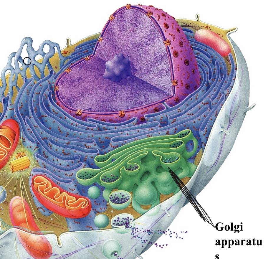 <p></p><p>Sorts, processes &amp; packages proteins and</p><p>membranes made by rough ER</p>